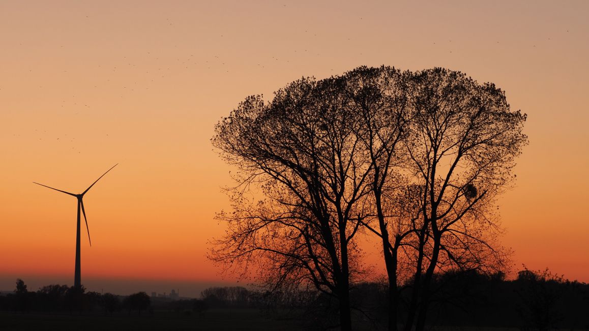 Baumgruppe - Im alten Felde- bei Gut Wilhelmsburg in Borchen-Alfen | Reinhard Menne